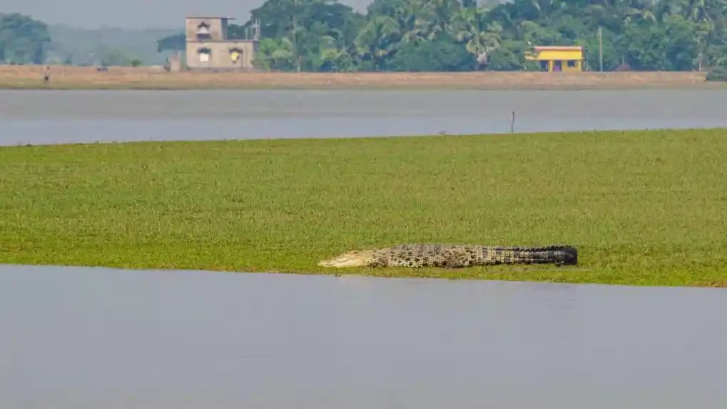 Bhitarkanika National Park